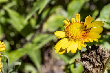 Yaz bahçesinde açan güzel çiçeklerin yakın plan görüntüsü, doğa manzarası             