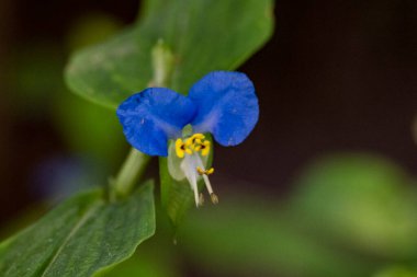 Bahçede güzel çiçekler Doğa manzarası 