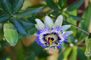 Bahçede güzel çiçekler Doğa manzarası 