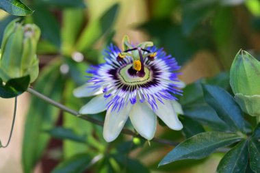 Bahçede güzel çiçekler Doğa manzarası 