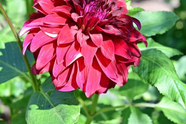 Bahçesinde yeşil yaprakları olan kırmızı yıldız çiçeği. yaz günü.