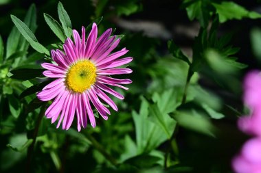 Bahçedeki güzel çiçekler