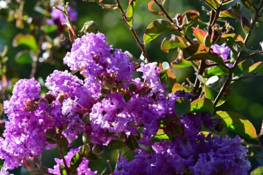 Bahçede açan çiçekler, yakın görüş.
