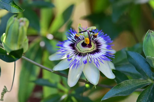 Bahçede güzel çiçekler Doğa manzarası 