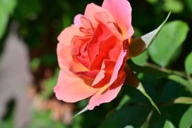 Bahçede güzel güller yakın 