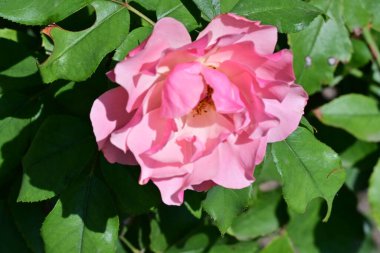 Bahçede güzel güller yakın 