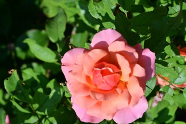 Bahçede güzel güller yakın 