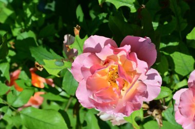 Bahçede güzel güller yakın 