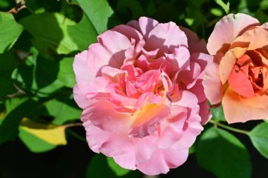 Bahçede güzel güller yakın 