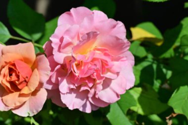 Bahçede güzel güller yakın 