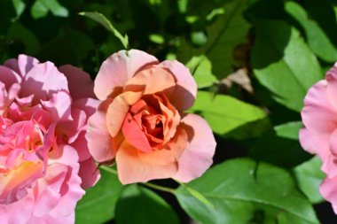 Bahçede güzel güller yakın 