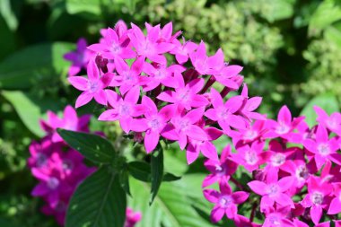 Bahçedeki güzel pembe ortanca çiçekleri