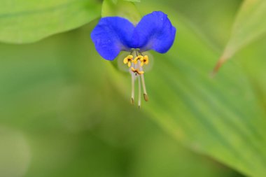 Bahçede güzel çiçekler Doğa manzarası 
