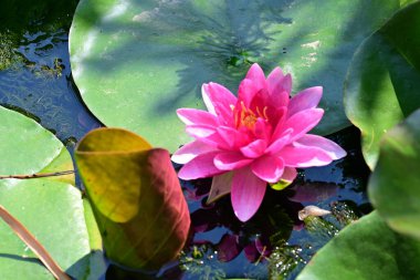 Göletteki güzel nilüfer çiçeğini kapat. 