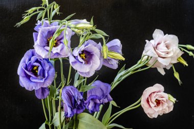 Güzel bir buket Eustoma çiçeği siyah arka planda 