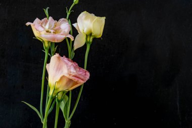 Güzel bir buket Eustoma çiçeği siyah arka planda 