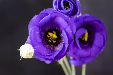 Güzel bir buket Eustoma çiçeği siyah arka planda 