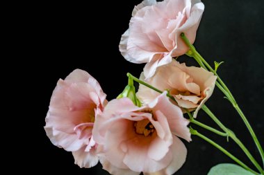 Güzel bir buket Eustoma çiçeği siyah arka planda 