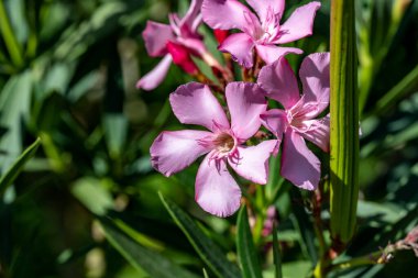 Bahçede güzel çiçekler Doğa manzarası 