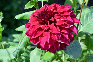 Bahçede güzel çiçekler Doğa manzarası 