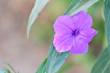 Bahçede güzel çiçekler Doğa manzarası 