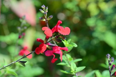 Bahçede güzel çiçekler Doğa manzarası 