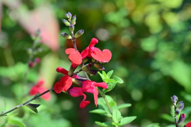 Bahçede güzel çiçekler Doğa manzarası 
