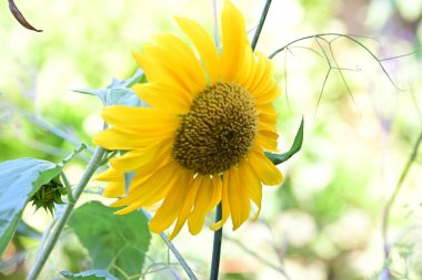 Ayçiçeği alanında yakın çekim 