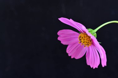 Koyu arkaplanda güzel çiçekler, yaz konsepti, yakın manzara 