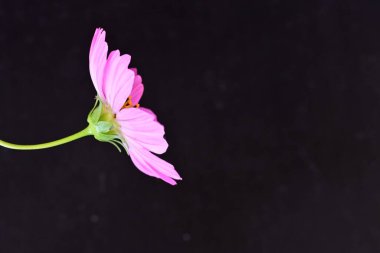 Koyu arkaplanda güzel çiçekler, yaz konsepti, yakın manzara 