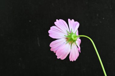 Koyu arkaplanda güzel çiçekler, yaz konsepti, yakın manzara 