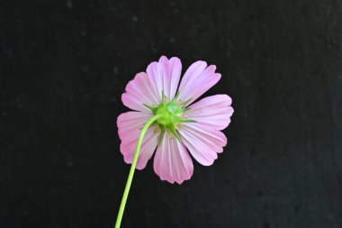 Koyu arkaplanda güzel çiçekler, yaz konsepti, yakın manzara 