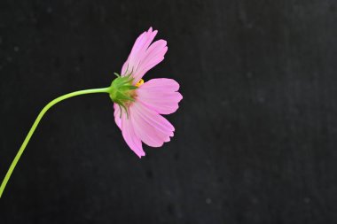 Koyu arkaplanda güzel çiçekler, yaz konsepti, yakın manzara 