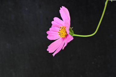 Koyu arkaplanda güzel çiçekler, yaz konsepti, yakın manzara 