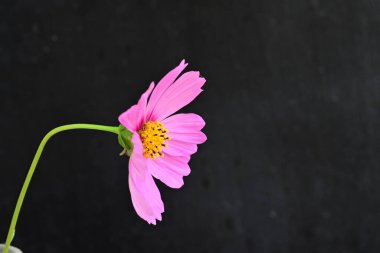 Koyu arkaplanda güzel çiçekler, yaz konsepti, yakın manzara 