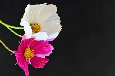 Koyu arkaplanda güzel çiçekler, yaz konsepti, yakın manzara 