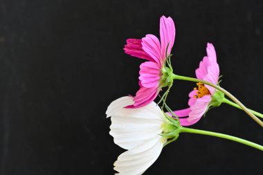 Koyu arkaplanda güzel çiçekler, yaz konsepti, yakın manzara 