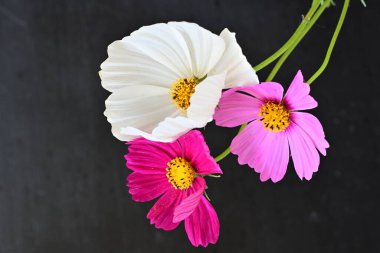 Koyu arkaplanda güzel çiçekler, yaz konsepti, yakın manzara 