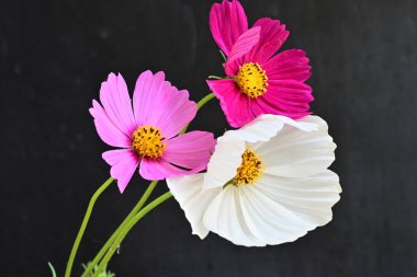 Koyu arkaplanda güzel çiçekler, yaz konsepti, yakın manzara 