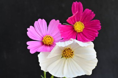 Koyu arkaplanda güzel çiçekler, yaz konsepti, yakın manzara 