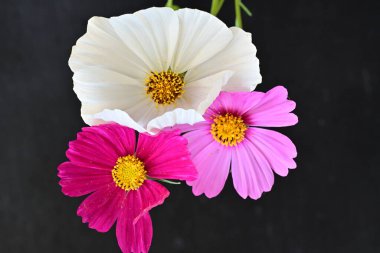 Koyu arkaplanda güzel çiçekler, yaz konsepti, yakın manzara 