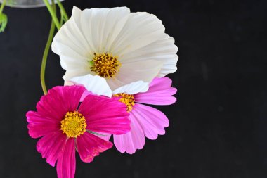 Koyu arkaplanda güzel çiçekler, yaz konsepti, yakın manzara 