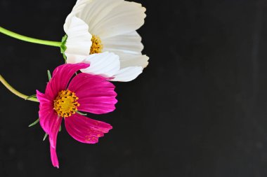 Koyu arkaplanda güzel çiçekler, yaz konsepti, yakın manzara 