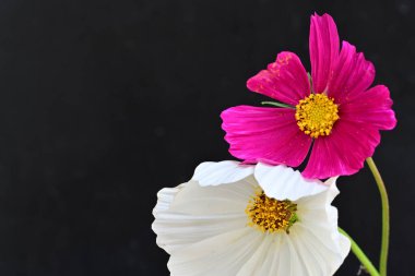 Koyu arkaplanda güzel çiçekler, yaz konsepti, yakın manzara 