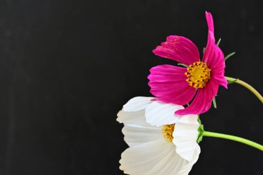 Koyu arkaplanda güzel çiçekler, yaz konsepti, yakın manzara 