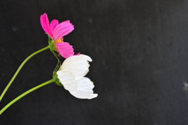 Koyu arkaplanda güzel çiçekler, yaz konsepti, yakın manzara 