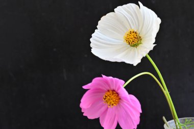 Koyu arkaplanda güzel çiçekler, yaz konsepti, yakın manzara 