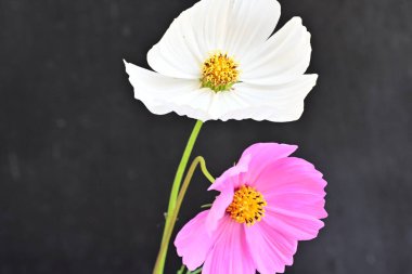 Koyu arkaplanda güzel çiçekler, yaz konsepti, yakın manzara 