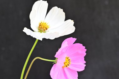 Koyu arkaplanda güzel çiçekler, yaz konsepti, yakın manzara 