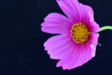 Koyu arkaplanda güzel çiçekler, yaz konsepti, yakın manzara 